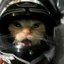 sleepy_ahh_cat avatar