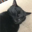 fishyyy_imp