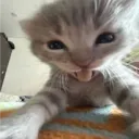 bonkggwp