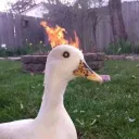 uperhawtduck9633