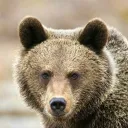 bearwithme4960