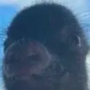 sloth9173