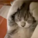 mkkya.