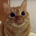 sugarcoatedmanggo