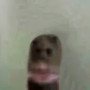 d0d0b