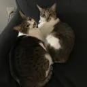 cat10001