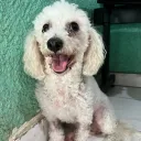 Flavio's Avatar