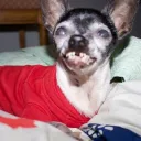 evilcheech