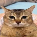 capycavie avatar