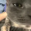 sillyfembug