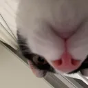kinkan_kim