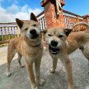 avatar cn be ngoc ngec