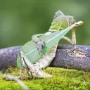mr.lizard10