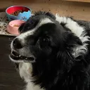 twigkid