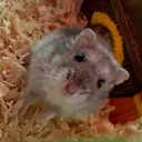 vintrov2