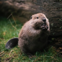 avatar Tiến Mạnh