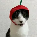 elperroqhaceguauguau