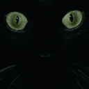 blacktiger2296