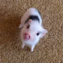 wheres_the_pig8276