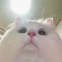 acuartsz