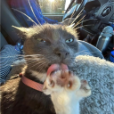 Discord Avatar