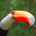 focusedclor