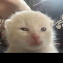 _kaddan