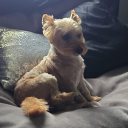 avatar cazey 🇮🇪