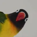 birdobean