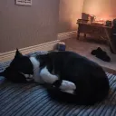 fluffy_real1