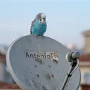 anteniotr
