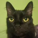 danilo12334267 avatar