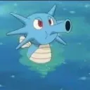 seahorse4916