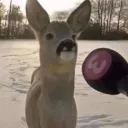 chordbeet