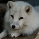 avatar Icewolf