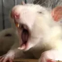 wheatlytherat