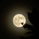 oblivio_
