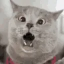 chrisc7294