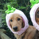 avatar ‧˚ʚ jamcat ɞ˚‧