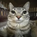 tortipug500 avatar