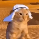 habibi_the_cat