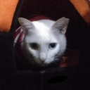 avatar कंकाल