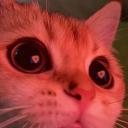 https://cdn.discordapp.com/avatars/761936968052375584/425d8e6a905055245f19a7c1af1b2309.jpg?size=128