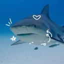 baka.sharky__9985