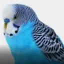 wildjustin avatar