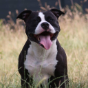 gwenamou#2644's avatar