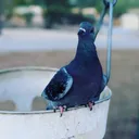 kevinscooked