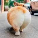 karinathecorgi