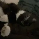 fichsticks