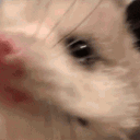 avatar 𝐋𝐲𝐫𝐚 𓂀